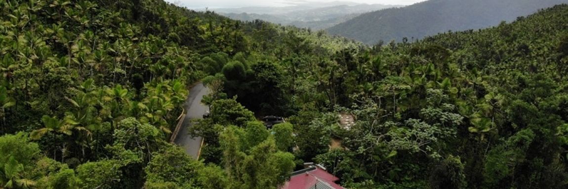 El Yunque Restoration 1 El Yunque Restoration 1